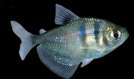 aquariophile Gymnocorymbus