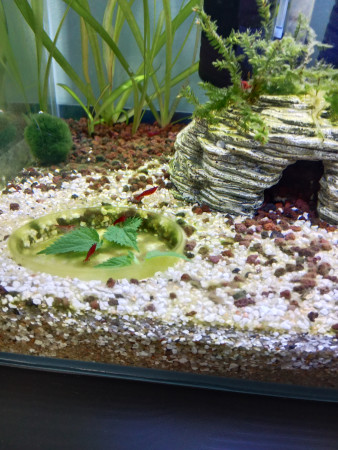 aquariophile Billipaul