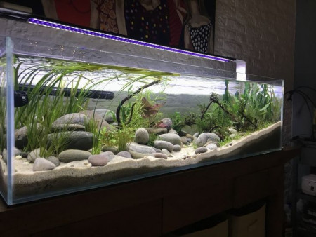 aquariophile Le_Z