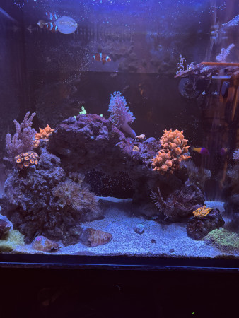 aquariophile Hugo_svgn