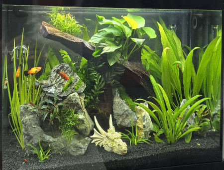 aquariophile Stephane83