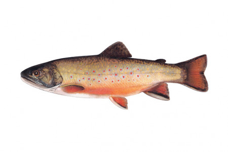 aquariophile latruiteduquebec
