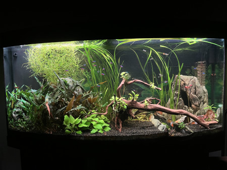 aquariophile Sam-crsn