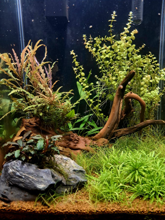 aquariophile Cyrill3_35