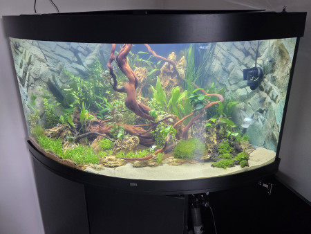 aquariophile bastien62000
