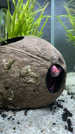 aquariophile Syfaba