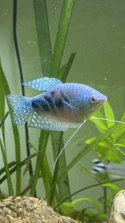 aquariophile Bast28469