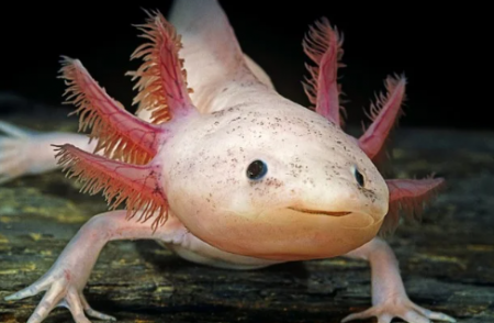 aquariophile looking_for_fishs23