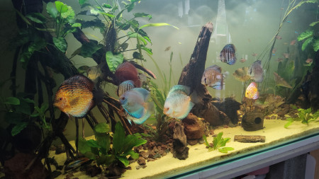 aquariophile Mikroute61