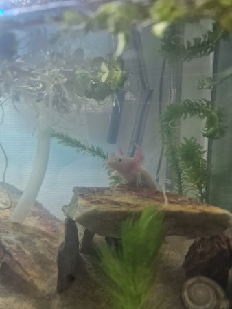 aquariophile AnnaAprt