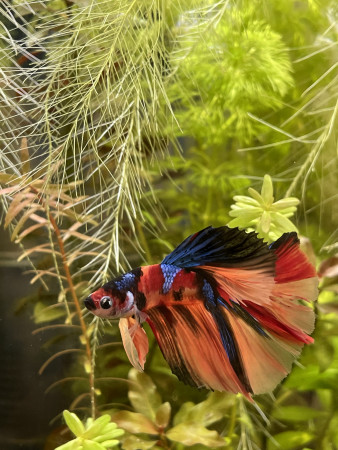 aquariophile Mumu68