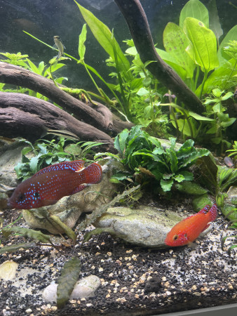 aquariophile ThomasTZ1