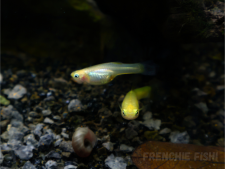 aquariophile FrenchieFishi
