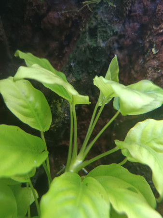 aquariophile SebtheFish