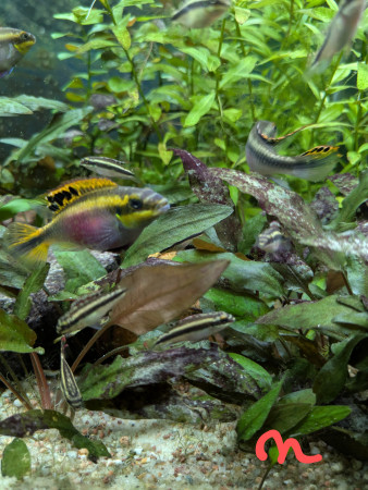 aquariophile Abeille