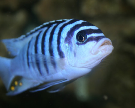aquariophile SKALARIS_45