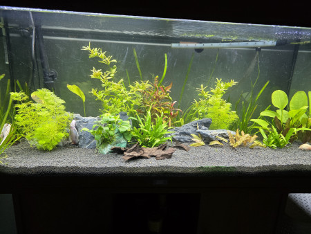 aquariophile NoisyMoonmoon