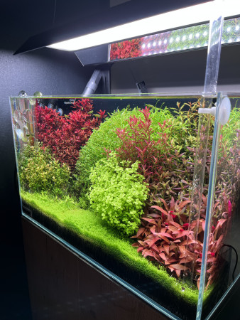 aquariophile AlexisLH