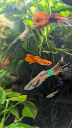 aquariophile Besso
