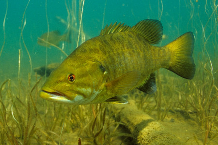 micropterus dolomieu