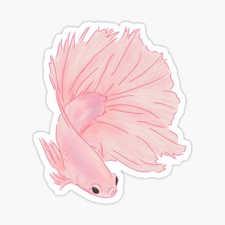 aquariophile QueenCrowntail