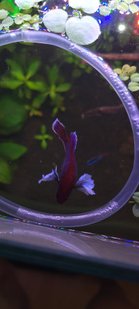 aquariophile celia08