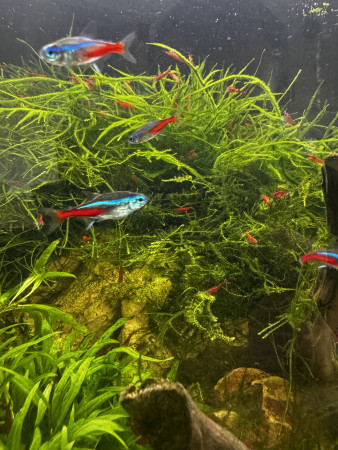 aquariophile Loic57670