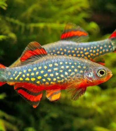 aquariophile Alio