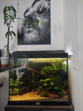 aquariophile Jarjaqua