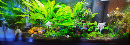 aquariophile Zorky