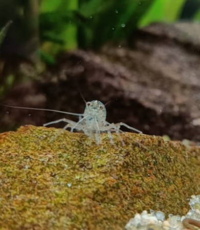 aquariophile Romyhal