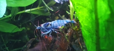 aquariophile Olivier1977