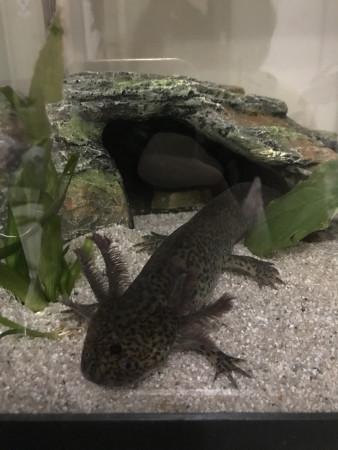 aquariophile Doriane27