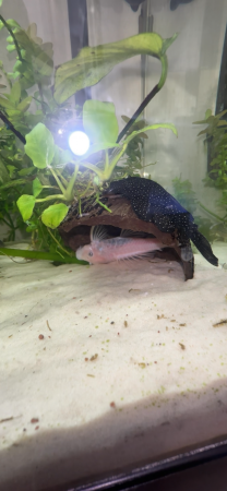 aquariophile WWWnoa