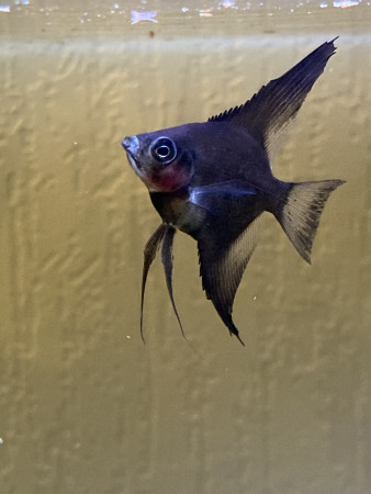aquariophile Aquaponiedu95