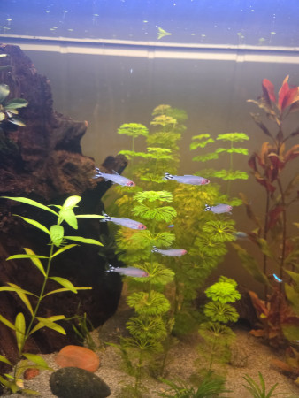 aquariophile Db47