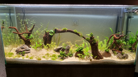 aquariophile Baltayrozar