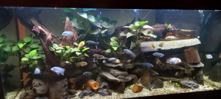 aquariophile Jemio