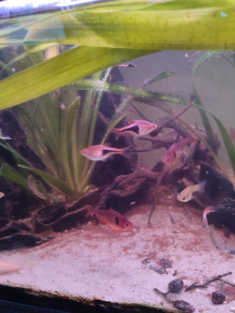 aquariophile Mickaelds