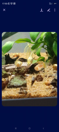 aquariophile jeje62138