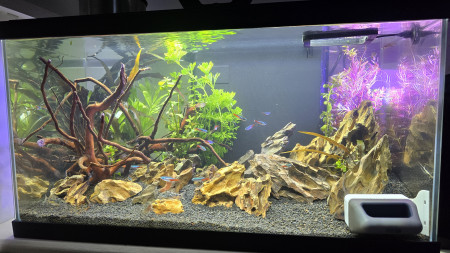 aquariophile Educarvalho