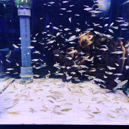aquariophile Moustico33
