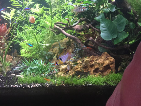 aquariophile dudules