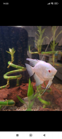 aquariophile Peppe
