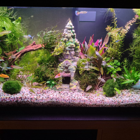 aquariophile JoeMisskipik