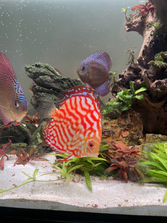 aquariophile Natrix