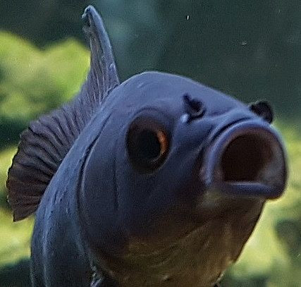 aquariophile NEGUS69