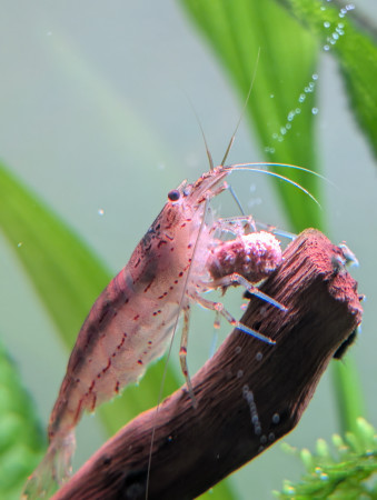 aquariophile Clara3869