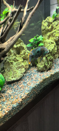 aquariophile Patou76800