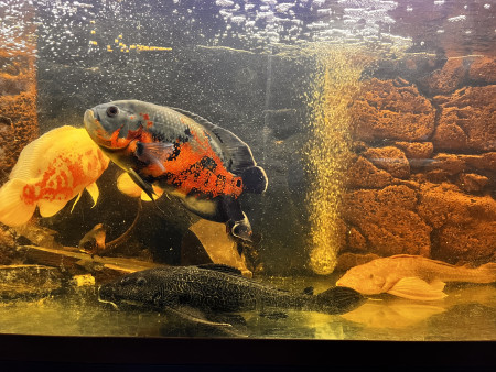 aquariophile Thoririo